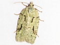 Acleris literana